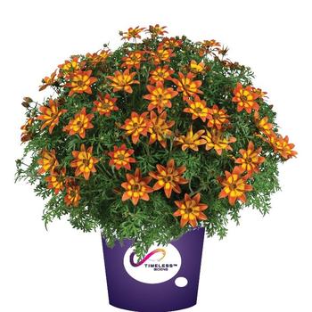 Bidens ferulifolia Blazing™ 'Embers' (247449)