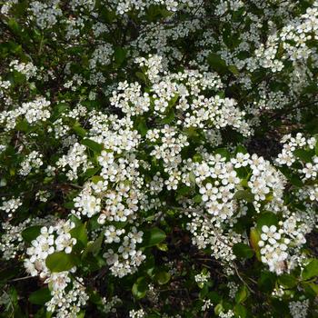 Aronia melanocarpa 'Iroquois Beauty' (247460)