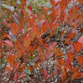 Aronia melanocarpa 'Iroquois Beauty' (247461)