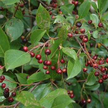 Aronia melanocarpa 'Iroquois Beauty' (247463)