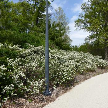 Aronia melanocarpa 'Iroquois Beauty' (247465)