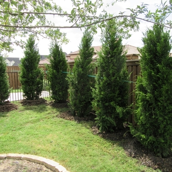 Juniperus communis Suecica Major Common Swedish Juniper Garden