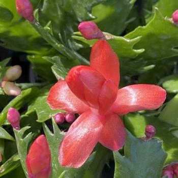 Schlumbergera x buckleyi