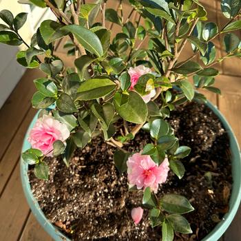 Camellia sasanqua 'Dream Weaver' (248112)