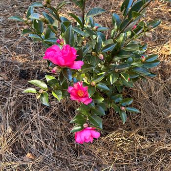 Camellia sasanqua 'Kanjiro' (248113)