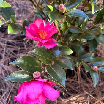 Camellia sasanqua 'Kanjiro' (248114)