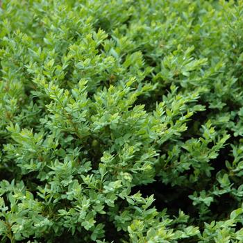 Buxus 'Northern Charm™' (248119)