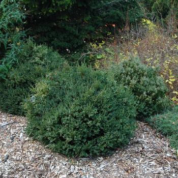 Buxus 'Northern Charm™' (248121)