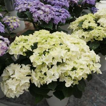 Hydrangea macrophylla Double Dutch™ 'Gouda' (248124)