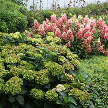 Hydrangea macrophylla Magical® 'Green Cloud' (248128)