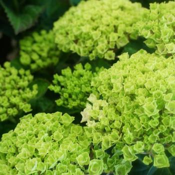 Hydrangea macrophylla Magical® 'Green Revolution' (248129)