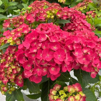 Hydrangea macrophylla Magical® 'Moulin Rouge' (248131)