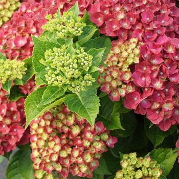 Hydrangea macrophylla Magical® 'Moulin Rouge' (248132)