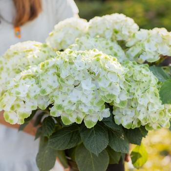 Hydrangea macrophylla Magical® 'Noblesse' (248134)