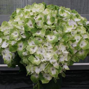 Hydrangea macrophylla Magical® 'Noblesse' (248135)