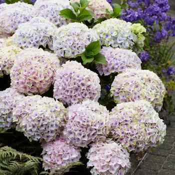 Hydrangea macrophylla Magical® 'Ocean' (248138)