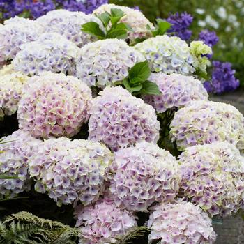 Hydrangea macrophylla Magical® 'Ocean' (248139)