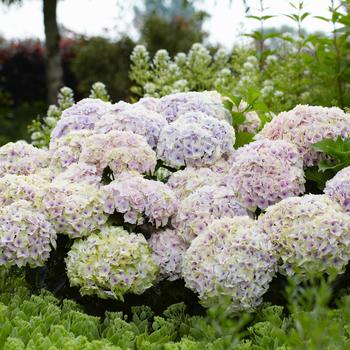 Hydrangea macrophylla Magical® 'Ocean' (248140)