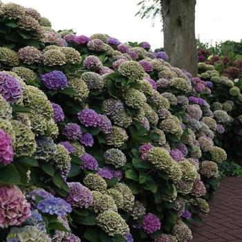 Hydrangea macrophylla Magical® 'Opal' (248143)