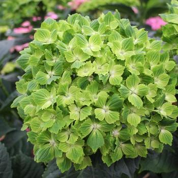 Hydrangea macrophylla Magical® 'Rhapsody' (248161)