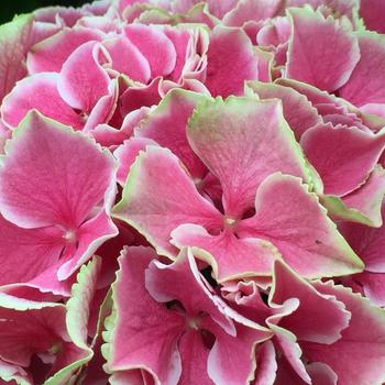 Hydrangea macrophylla Magical® 'Sunshine' (248163)