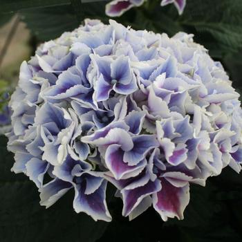 Hydrangea macrophylla Magical® 'Sunshine' (248165)