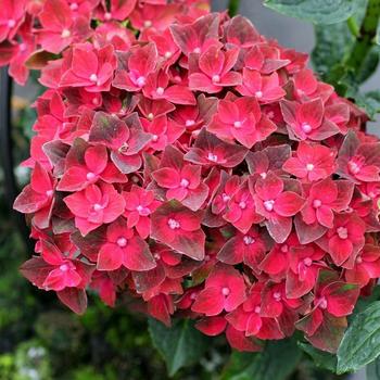 Hydrangea macrophylla Magical® 'Triumph' (248167)