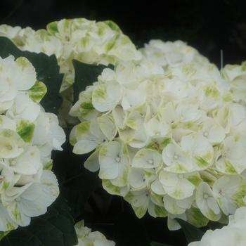 Hydrangea macrophylla 'Pure Plush™' (248180)