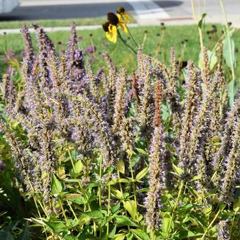 Agastache 'Blue Fortune' (248193)