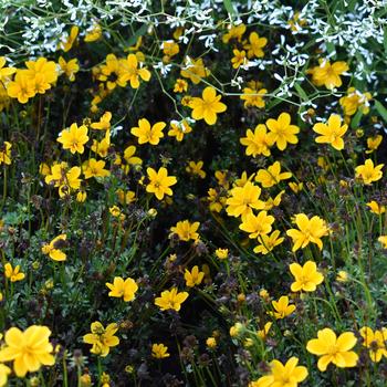 Bidens ferulifolia Timeless™ 'Golden Empire' (248200)