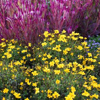 Bidens ferulifolia Timeless™ 'Golden Empire' (248201)