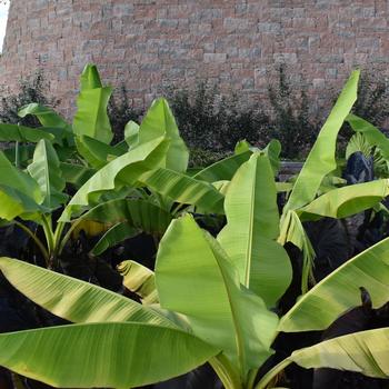 Alocasia odora 'Upright' (248206)