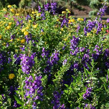 Angelonia augustifolia 'Aria Purple' (248208)