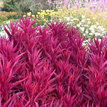 Celosia argentea pulmosa 'Dragon's Breath' (248218)