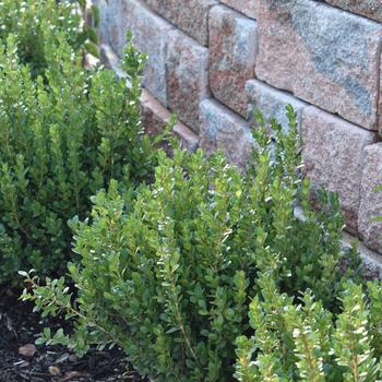 Buxus microphylla '' (248220)