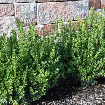 Buxus microphylla '' (248221)