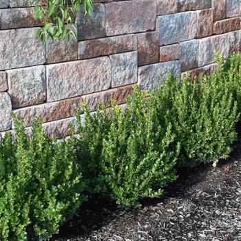 Buxus microphylla '' (248222)