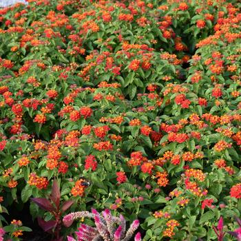 Lantana camara Gem™ 'Compact Orange Fire' (248229)