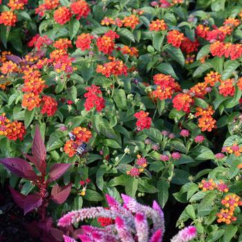 Lantana camara Gem™ 'Compact Orange Fire' (248230)