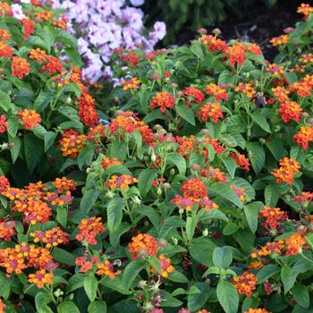 Lantana camara Gem™ 'Compact Orange Fire' (248231)