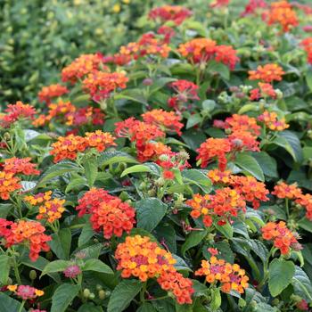 Lantana camara Gem™ 'Compact Orange Fire' (248232)