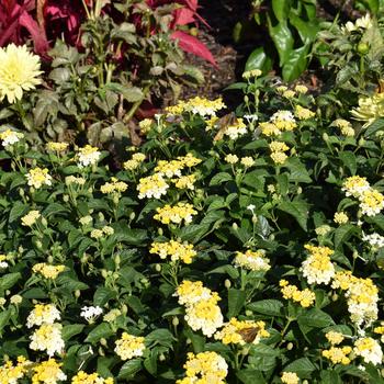 Lantana camara Gem™ 'Compact Yellow Topaz' (248234)