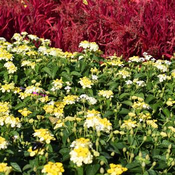 Lantana camara Gem™ 'Compact Yellow Topaz' (248235)