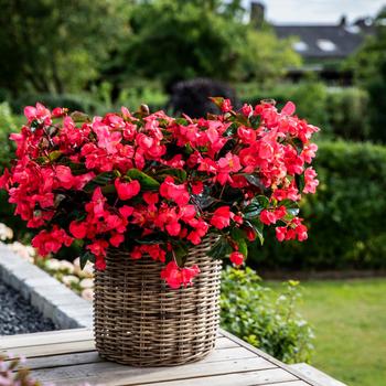 Begonia Viking™ 'Explorer Rose on Green' (248285)