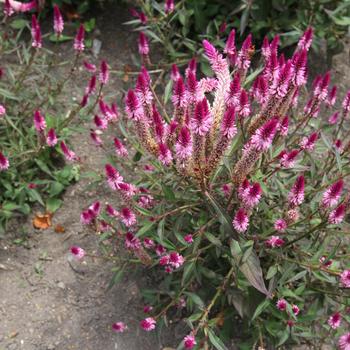 Celosia argentea 'Asian Garden' (248287)