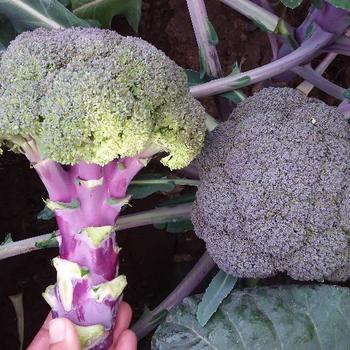 Brassica oleracea 'Purple Magic' (248292)