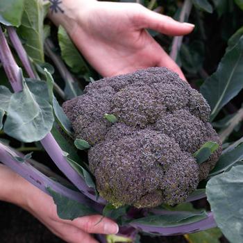 Brassica oleracea 'Purple Magic' 