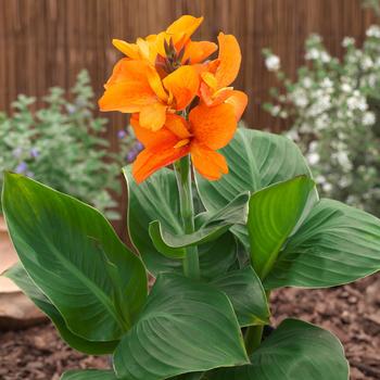 Canna x generalis 'South Pacific Orange' (248307)