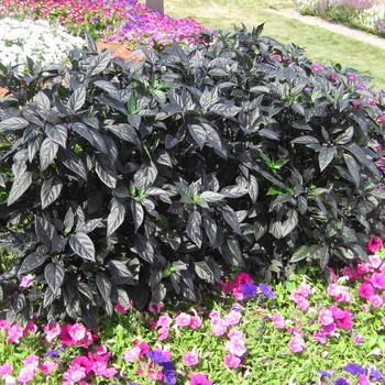 Capsicum annuum 'Black Pearl' (248310)