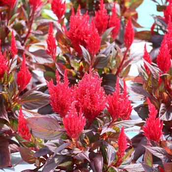 Celosia plumosa nana 'Burning Embers' (248330)